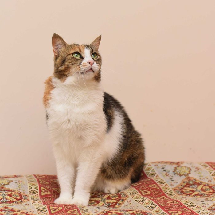 Невероятная кошечка Мими