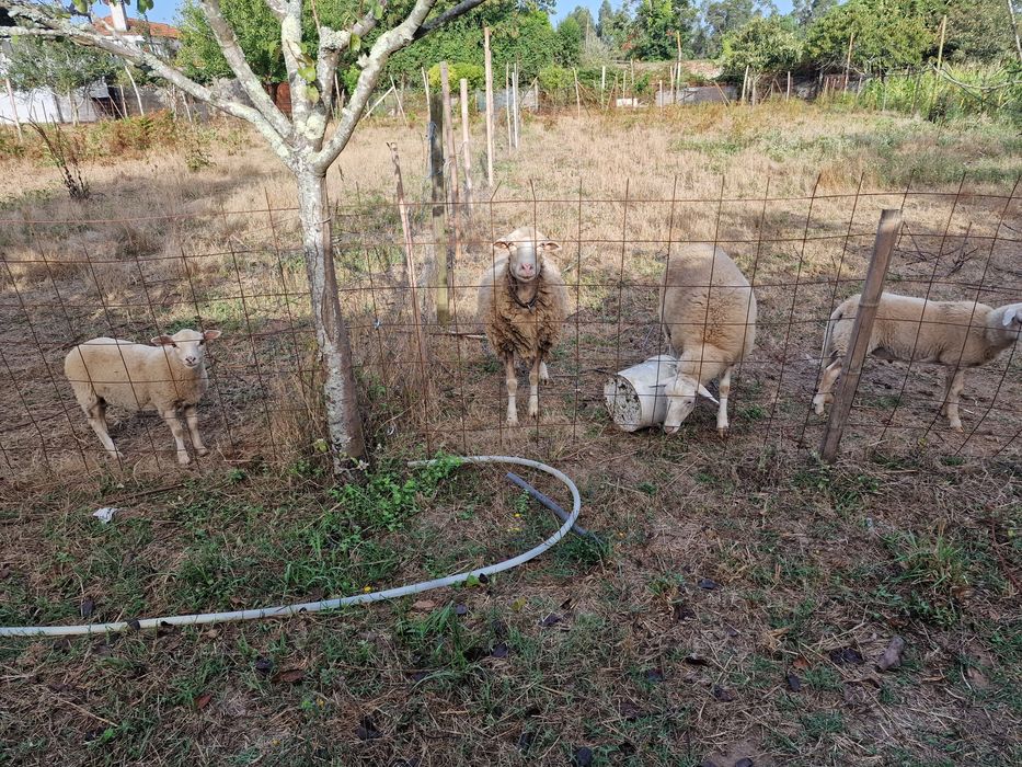 Vendo 2 ovelhas e dois burregos