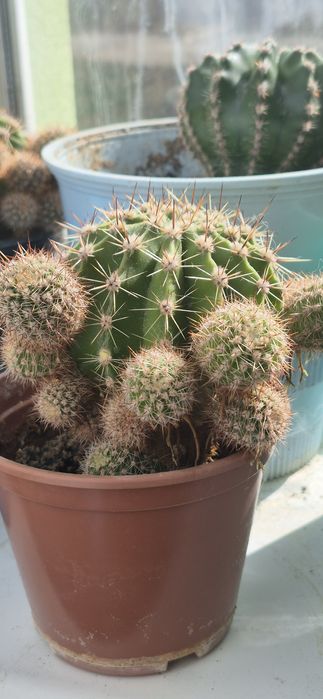 Дітки квітучого кактуса розово-білі квіти