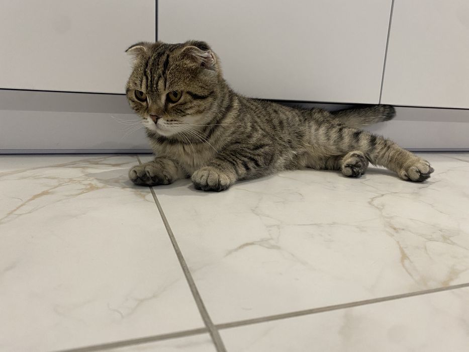 Вʼязка шотландський кіт