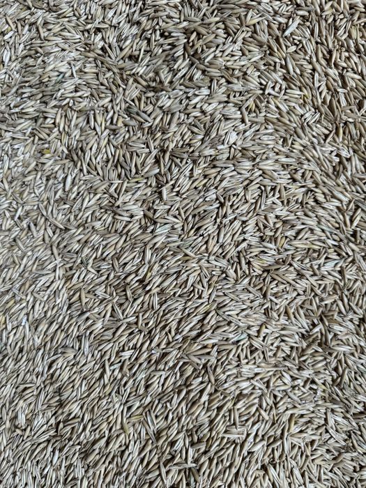 Продам зерно пшениці  овес