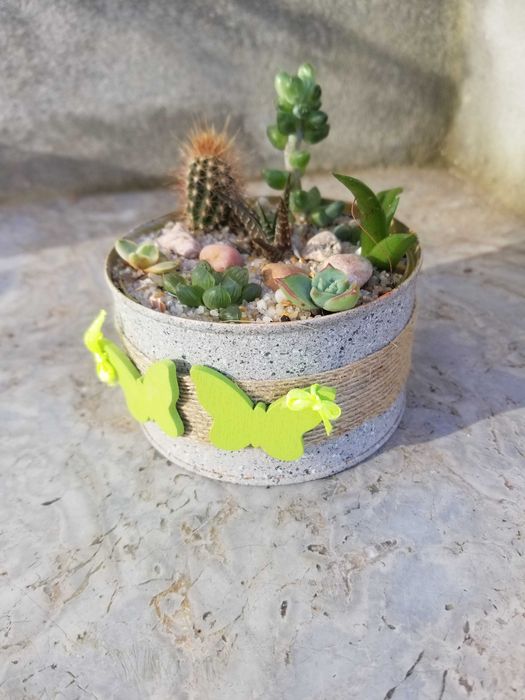 Arranjo de Suculentas