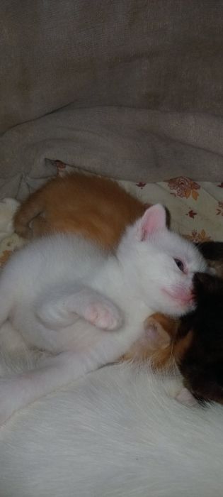 Продам милых котят.