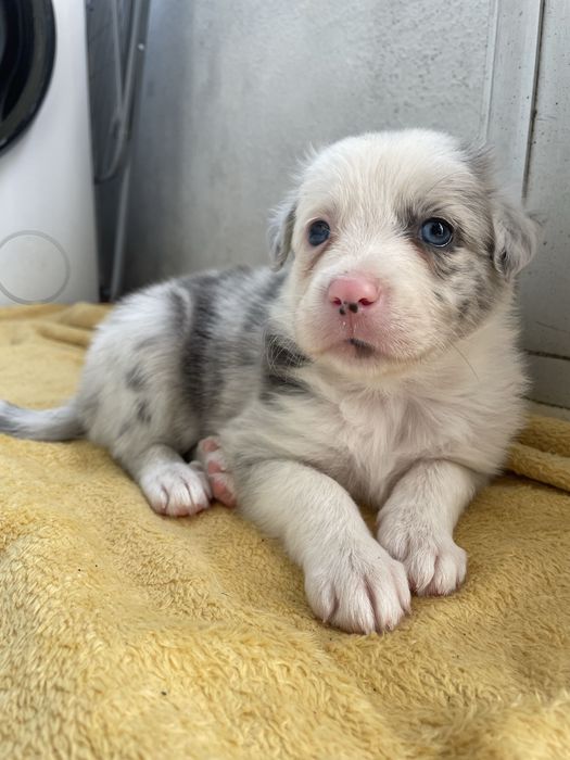 Cadela border collie