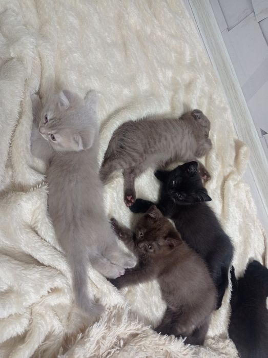 Шотланське висловухі кошенята