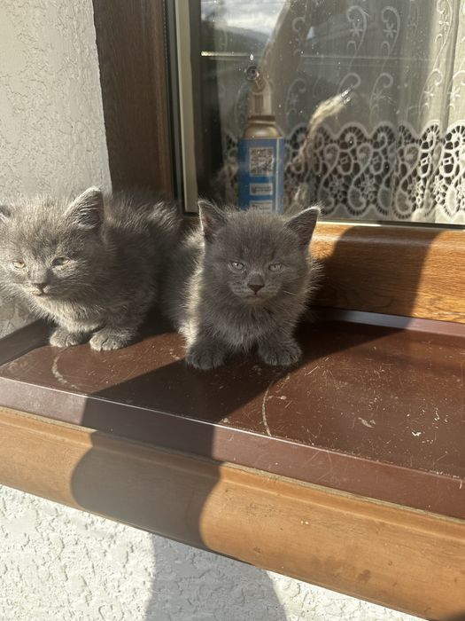 Британські кошенята