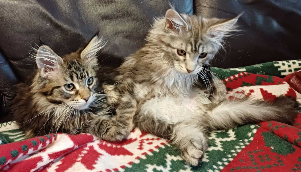 Kotka Maine Conn do kupienia