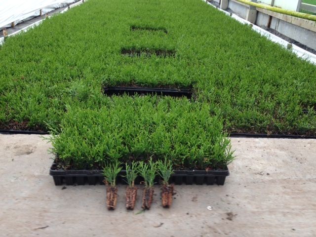 Sadzonki szmaragd multiplat holandia WIOSNA 2026