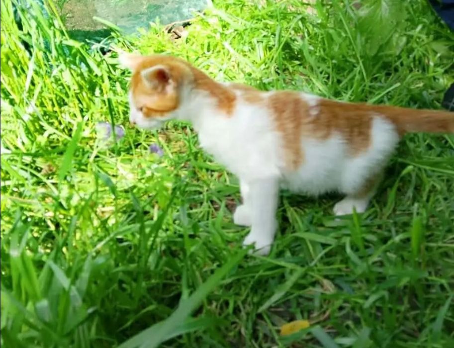 Отдам даром в добрые руки котят