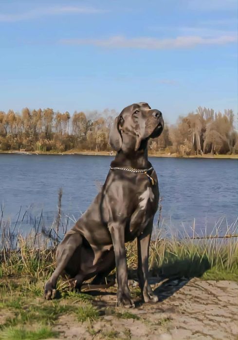 Німецький Дог,  підрощені дівчатка (чорного та блакитного забарвлення)