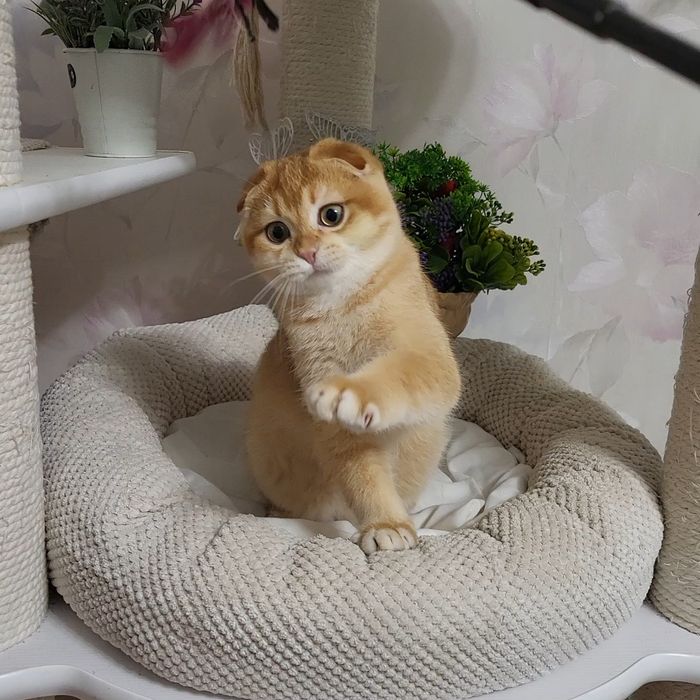 Золота шиншила ! Котики!