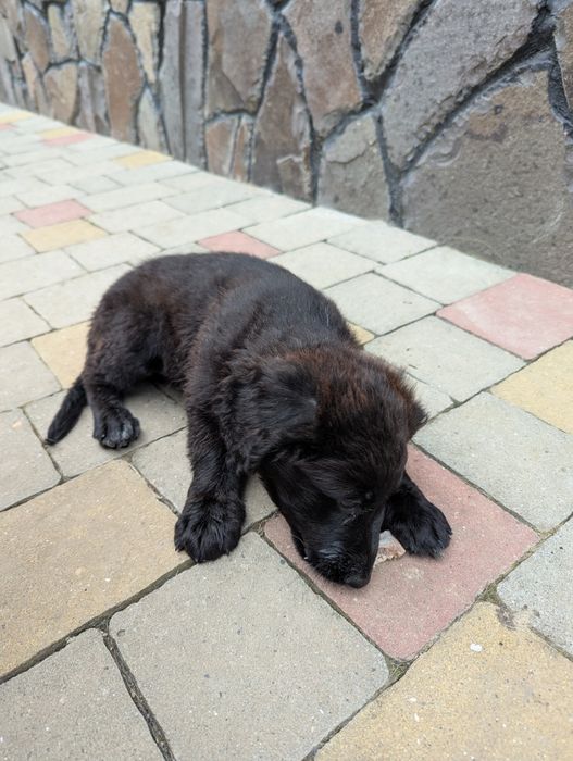 Віддам песика 2 місяці