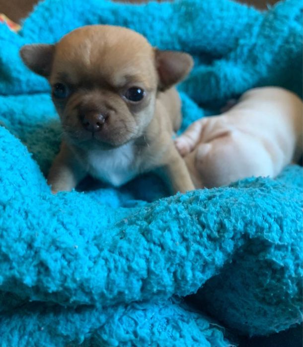 Чихуахуа мини ищет невесту, 1,5 кг