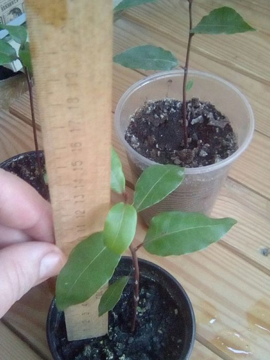 Лавр кімнатний зкс