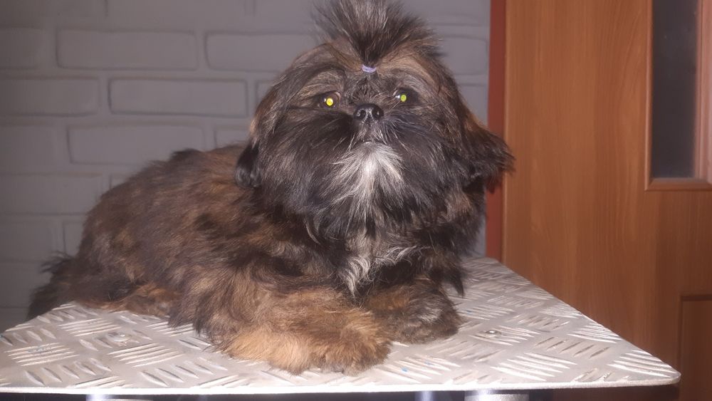 Shih tzu sunia Basia Green House