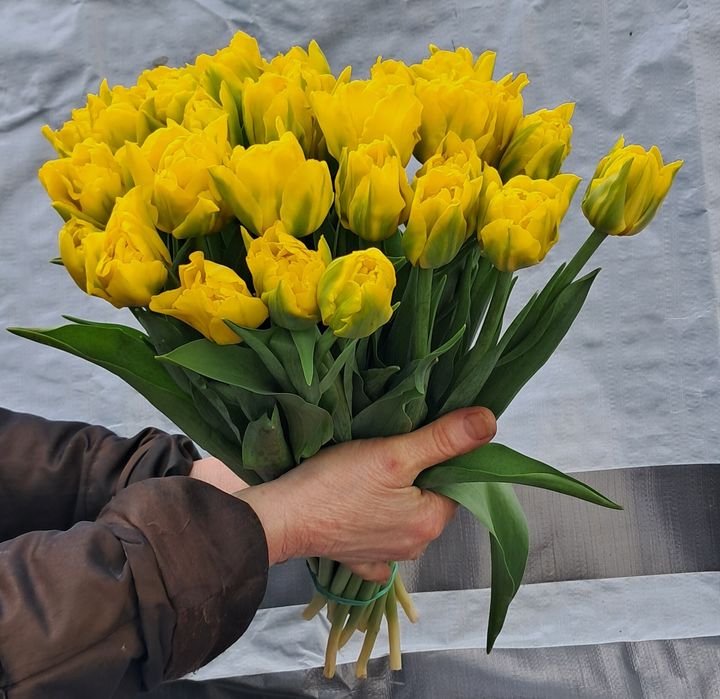 Тюльпаны!!! 51шт, 101шт,201шт,тюльпани,цветы,букеты,букети,квіти, тюль