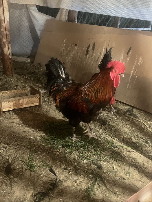 Петухи марана.