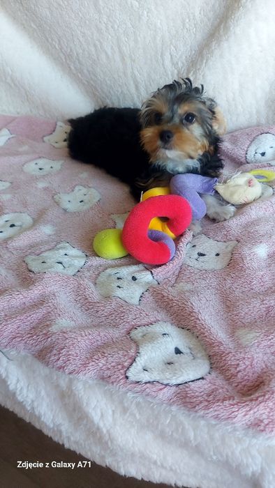Yorkshire Terrier Biewer minimini Carrier GOTOWY DO ODBIORU!