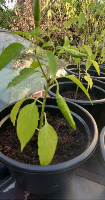 Pimenteiras pequenas vermelhas