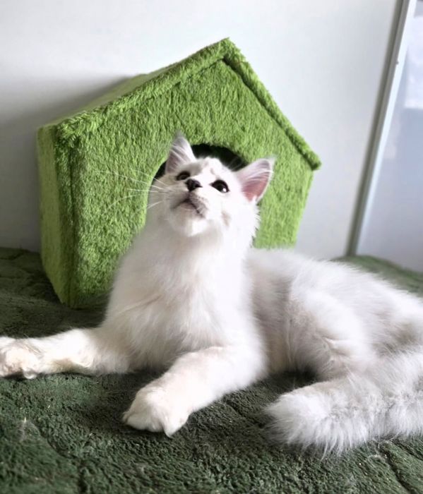 Maine Coon kocurek do hodowli.