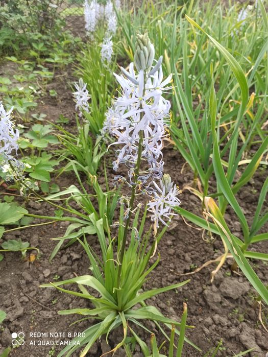 Камасія- оригінальна, ніжна рослинка