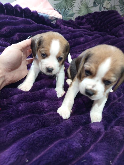 Piesek rasy Beagle gotowy do odbioru