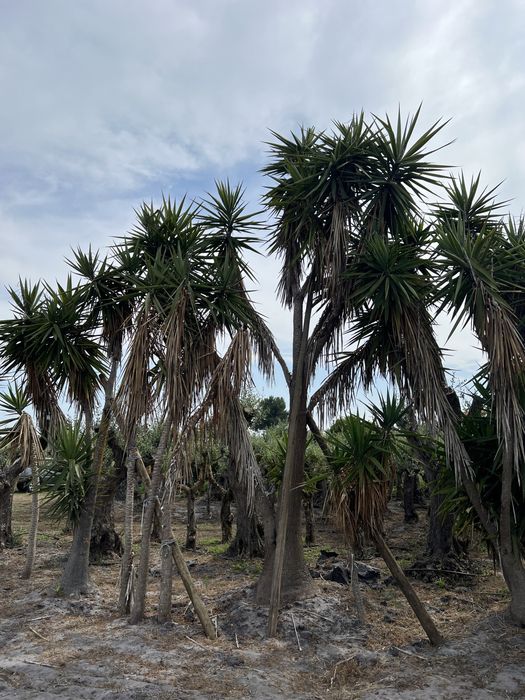 Venda de Plantas/Árvores