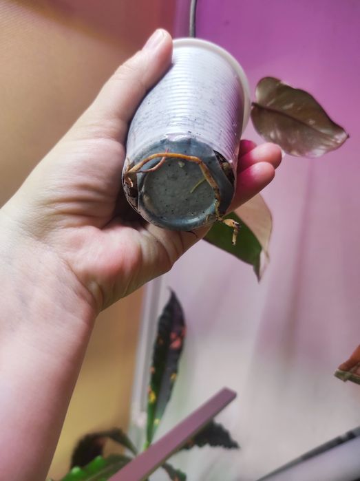 Philodendron Red Anderson/Филодендрон Ред Андерсон