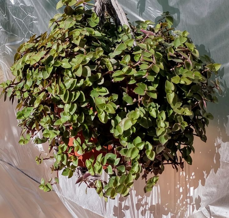 Suculentas pendentes