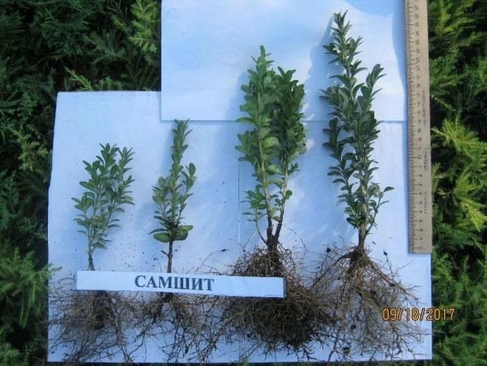 САМШИТ - на опт знижка