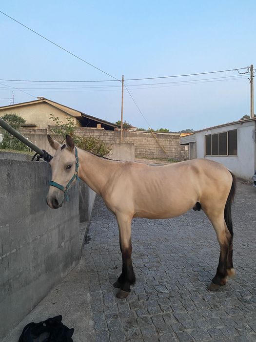 Poldro para venda ou troca