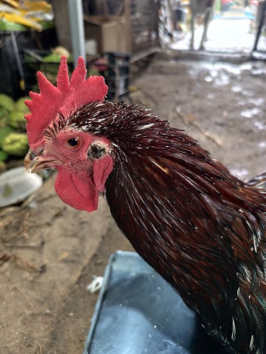 Vendo galo Sussex triclor com 1 ano