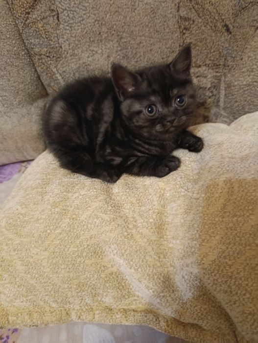 Дуже гарні шотландські кошенята