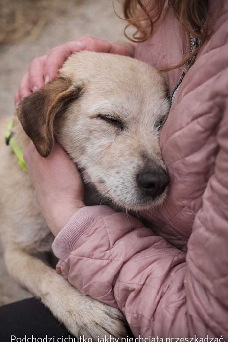 Daisy – najwierniejsze serce, które wciąż czeka