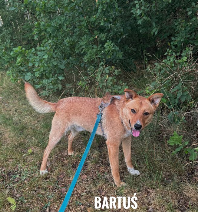 Kochany, proludzki, 1 rok. Bartuś adopcja