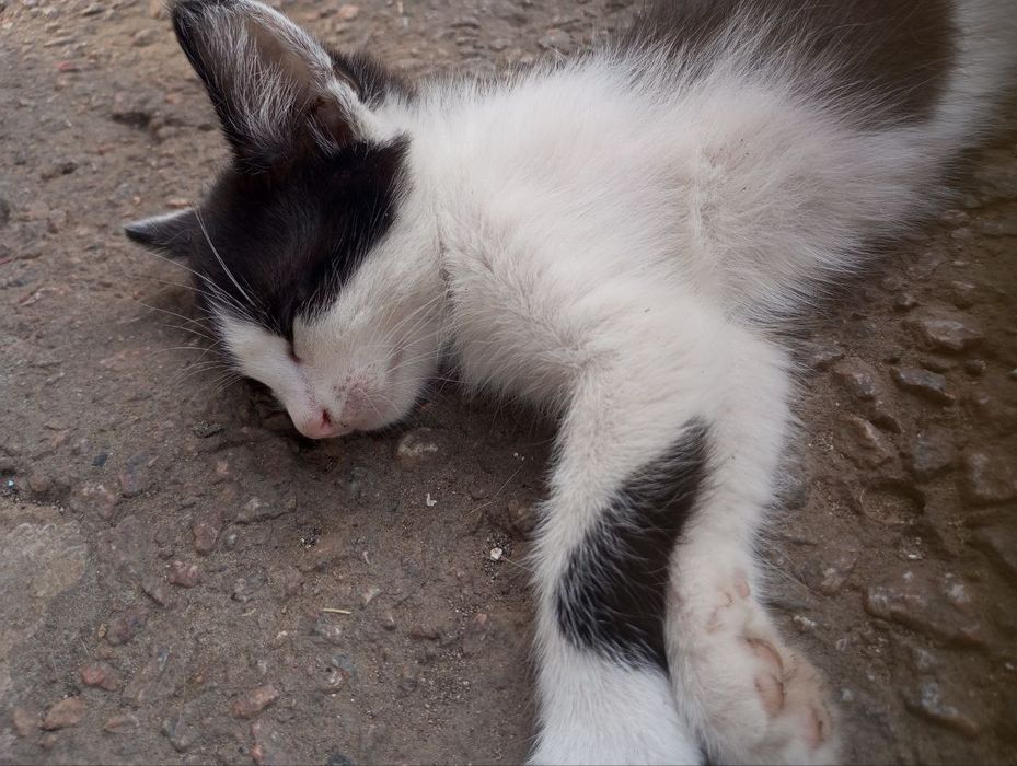 отдам котят, два мальчика