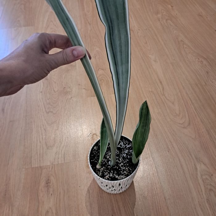 Сансевієрія Металіка Sansevieria Metallica
