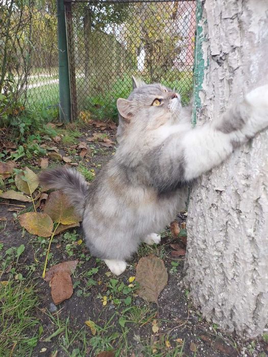 Красуня шукає дім