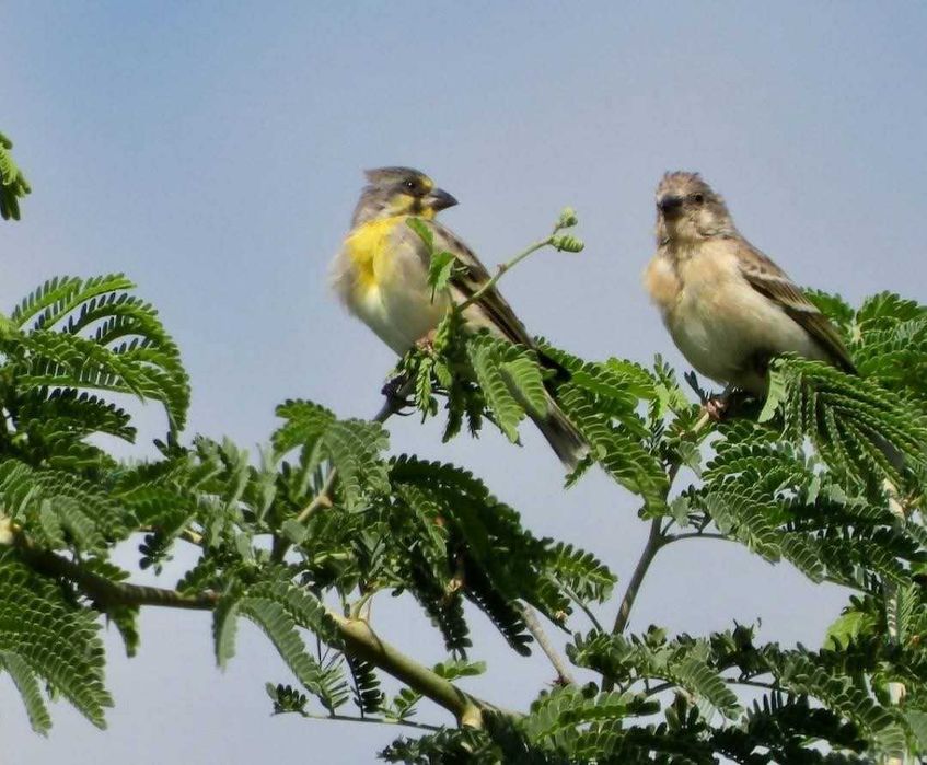 Crithagra citrinipectus ( criadores em Portugal )