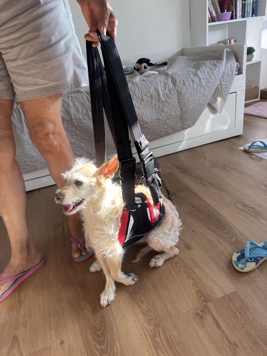 Hospedagem e passeios para cães.