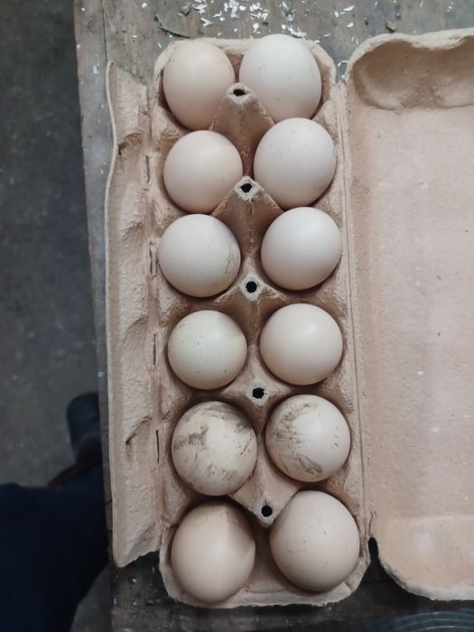 Ovos  brahma light galados