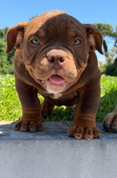 American Bully Micro