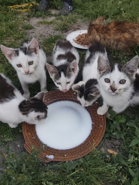 Koty 5 szt proszą się o dobry dom