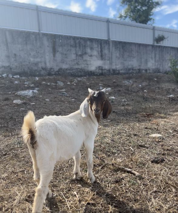 Cabrito Boer Puro