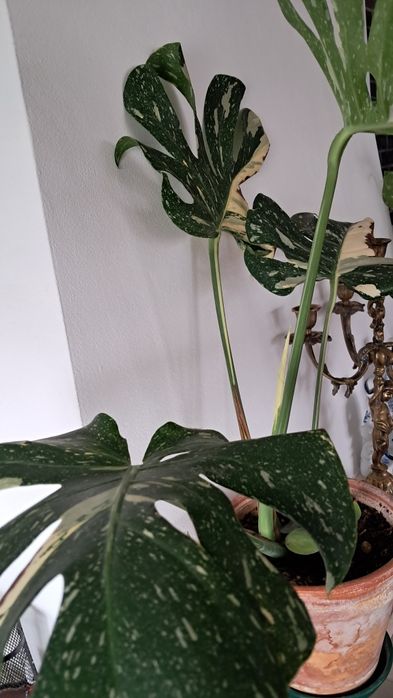 Monstera Thai var