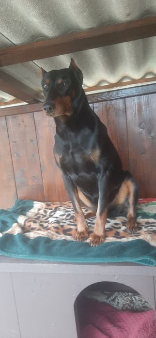 В'язка, доберман