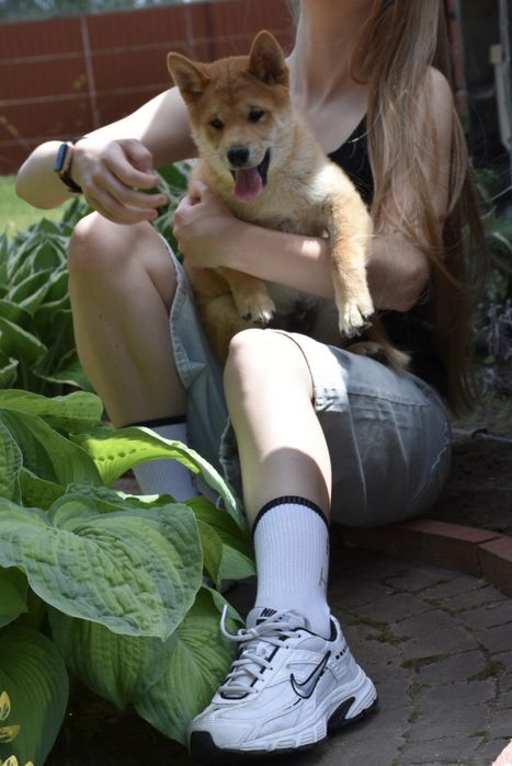 Чудовий малюк Шиба Іну / Shiba Inu