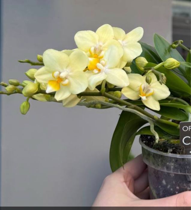 Орхидея с двумя детками