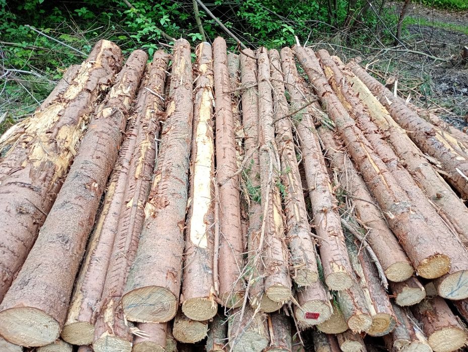 Stęple budowlane słupki drewniane żerdzie