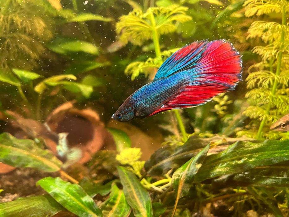 Акваріумні рибки півник «петушок»